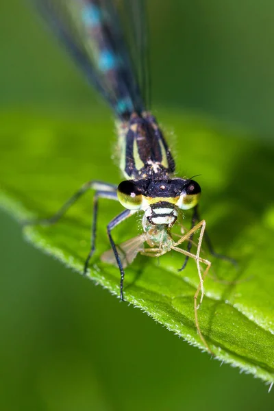 Azure Damselfly Coenagrion Puella Con Presa — Foto de Stock