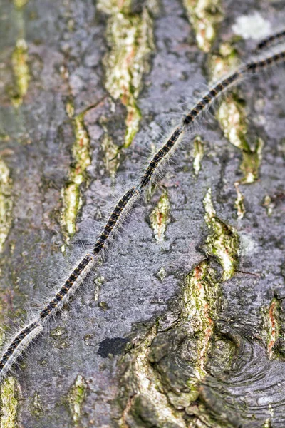 Bruchi Della Lavorazione Della Quercia Thaumetopoea Processionea Movimento Albero Primavera — Foto Stock