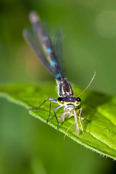 Azure Damselfly Coenagrion Puella Con Presa — Foto de Stock