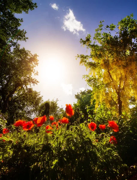 Gyönyörű Mákok Tavasszal Piros Mákok Ellen Fekete Fehér Háttér — Stock Fotó