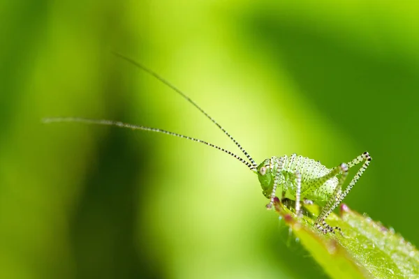 荷兰的斑点丛林蟋蟀 Leptophyes Punctatissima — 图库照片
