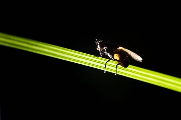 Nahaufnahme Einer Fliege Auf Dunklem Hintergrund — Stockfoto