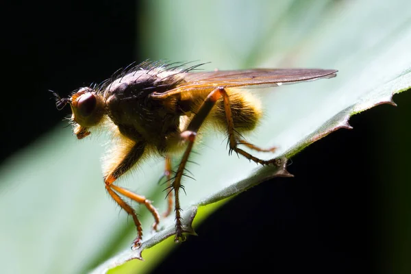 Scathophaga Stercoraria Communément Connu Sous Nom Mouche Jaune Mouche Dorée — Photo