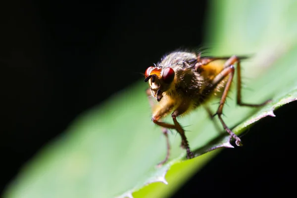 Scathophaga Stercoraria Communément Connu Sous Nom Mouche Jaune Mouche Dorée — Photo