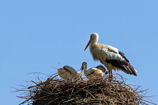 Cigognes Blanches Ciconia Ciconia Dans Nid — Photo