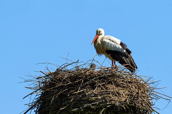 Witte Ooievaars Ciconia Ciconia Het Nest — Stockfoto