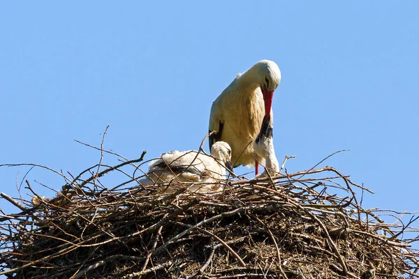 White Storks Ciconia Ciconia Nest — Stock Photo, Image