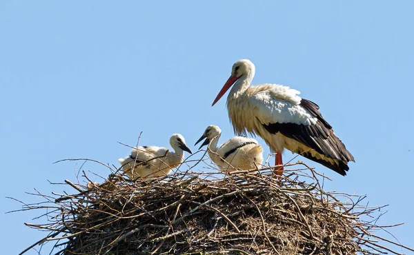 Cigüeñas Blancas Ciconia Ciconia Nido — Foto de Stock