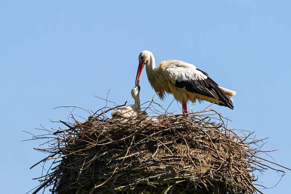 White Storks Ciconia Ciconia Nest — Stock Photo, Image
