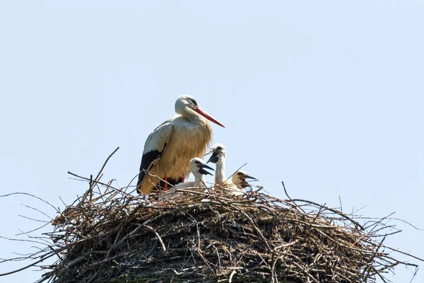 Hvite Storker Ciconia Ciconia Reiret – stockfoto