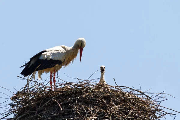 White Storks Ciconia Ciconia Nest — Stock Photo, Image