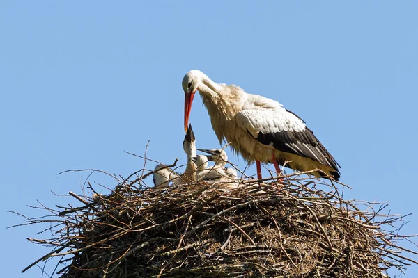 White Storks Ciconia Ciconia Nest — Stock Photo, Image