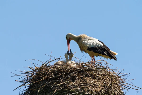 White Storks Ciconia Ciconia Nest — Stock Photo, Image