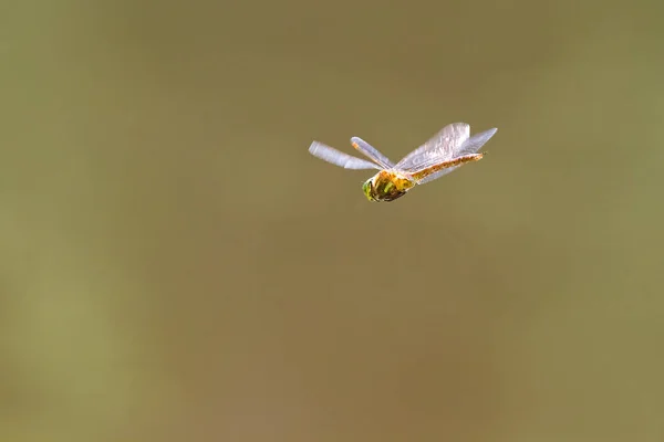 Libelle Fliegt Auf Verschwommenem Hintergrund — Stockfoto