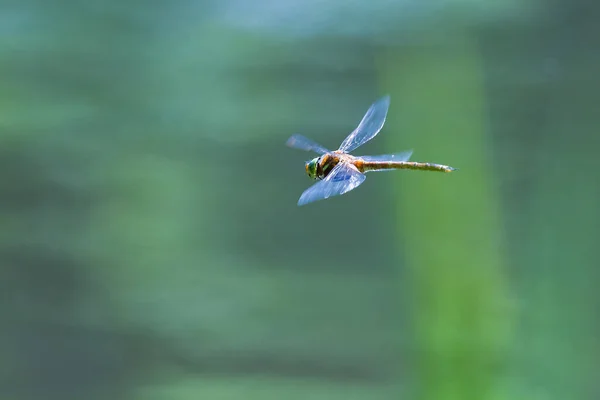 蜻蜓在模糊的背景下飞行 — 图库照片