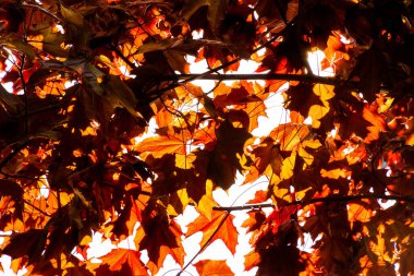 Renkli ağaç yapraklarının düşük açılı görünümü 