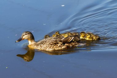 Ördek Ana (Anas platyrhynchos) ve yeni doğan yavrusu baharda Hollanda 'da