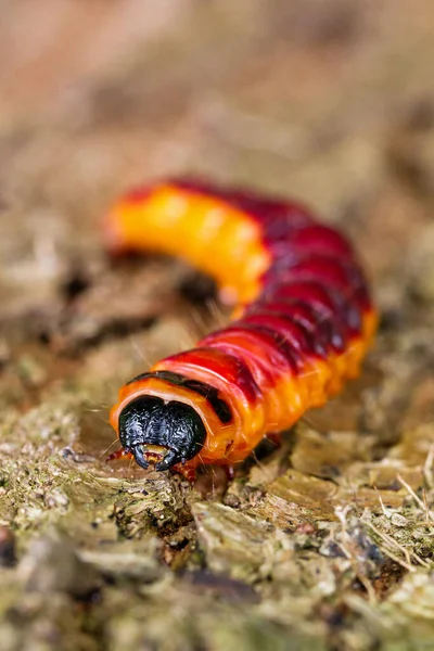 Goat Moth Caterpillar Cossus Cossus Közeledik Hollandiában — Stock Fotó