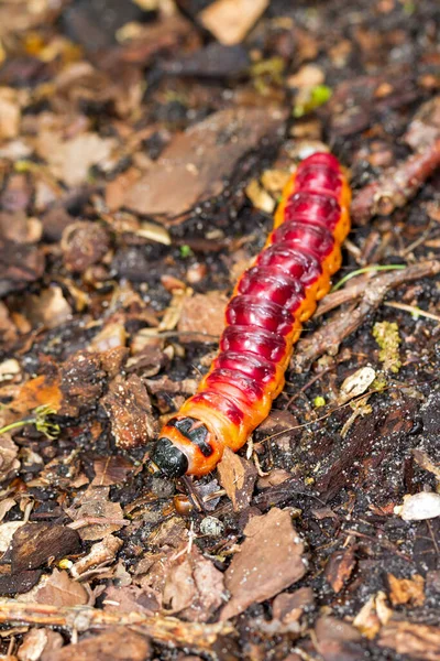 Falena Caprina Caterpillar Cossus Cossus Vicino Nei Paesi Bassi — Foto Stock