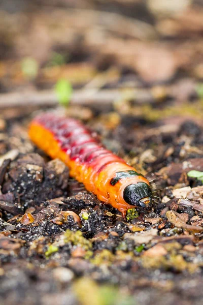 Die Ziegenmottenraupe Cossus Cossus Aus Der Nähe Den Niederlanden — Stockfoto