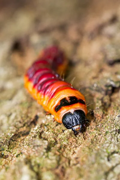 Die Ziegenmottenraupe Cossus Cossus Aus Der Nähe Den Niederlanden — Stockfoto