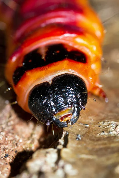 Die Ziegenmottenraupe Cossus Cossus Aus Der Nähe Den Niederlanden — Stockfoto