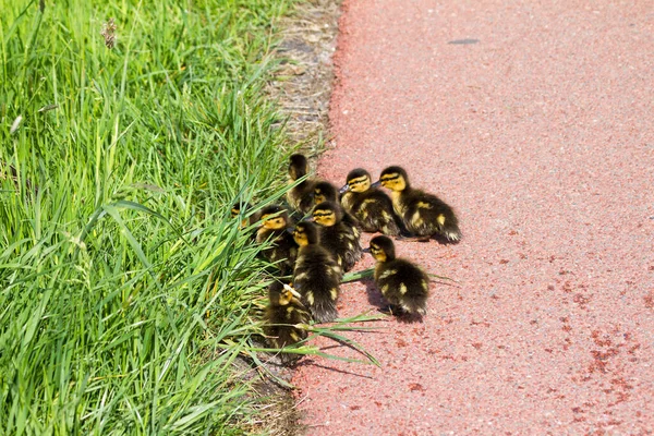 Patos Recém Nascidos Anas Platyrhynchos Primavera Nos Países Baixos — Fotografia de Stock