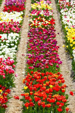 Hollanda, Lisse 'deki' keukenhof 'yakınlarında çok renkli laleler.