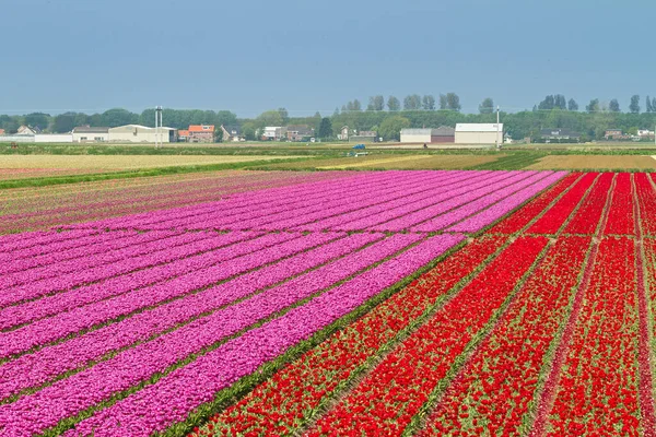 Rows of multi colored tulips in a field near the \'keukenhof\' in Lisse, The Netherlands