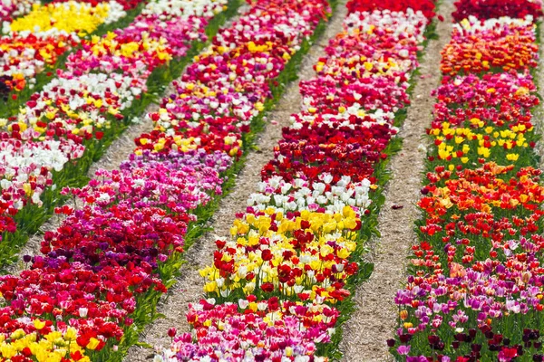 オランダのリススの Keukenhof 近くのフィールド内の複数の色のチューリップの列 — ストック写真