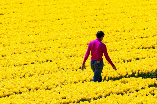 黄色い花畑の中を歩く女性の後ろ姿 ストック写真