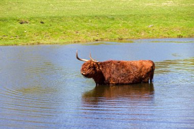 RHEINE - 10 Mayıs 2013: 10 Mayıs 2013 'te Almanya' nın Rheine bölgesinde bisiklet süren bir grup adam. Bu bölge bisiklet sürmek için popüler bir turistik merkezdir.