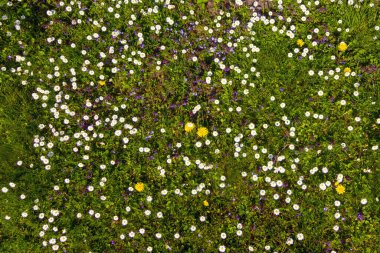 Güzel papatyaların yakın çekim görüntüsü