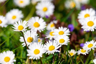 Güzel papatyaların yakın çekim görüntüsü