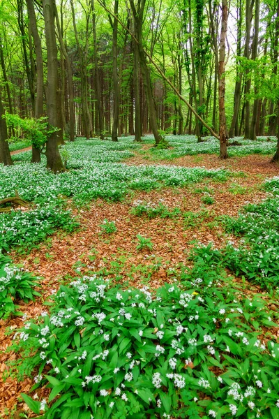 stock image Flowers on the ground in the forest in spring.