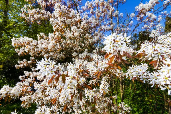 Hermoso Árbol Flores Primavera Retroiluminado Contra Cielo Azul Brillante Con —  Fotos de Stock