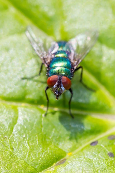 Flt Assis Sur Feuille Verte Vue Rapprochée — Photo