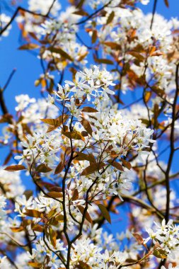 Çiçek açan bahar ağacı mavi gökyüzü arka planında