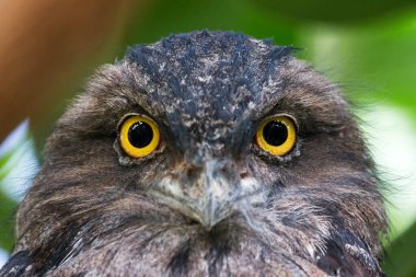 Dünyanın en büyük baykuş türü olan büyük gri baykuşun (Strix nebulosa) güzel yakın plan portresi.