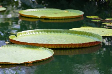 Nilüfer çiçeği gölet manzaralı yapraklar.