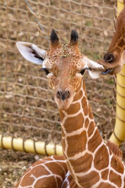 Bir kuzey zürafasının kafasının komik yakın çekimi (Giraffa camelopardalis)