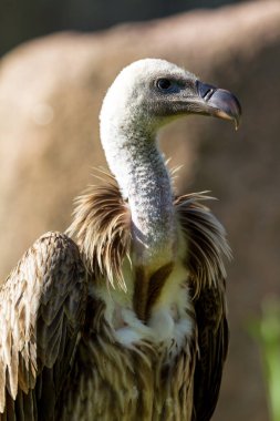 Yırtıcı kuşa yaklaş