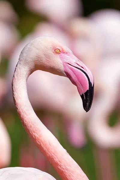 Greater Flamingo Phoenicopterus Roseus — Stock Photo, Image