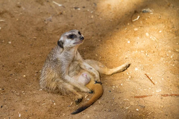 Meerkat Sitting Close Προβολή — Φωτογραφία Αρχείου