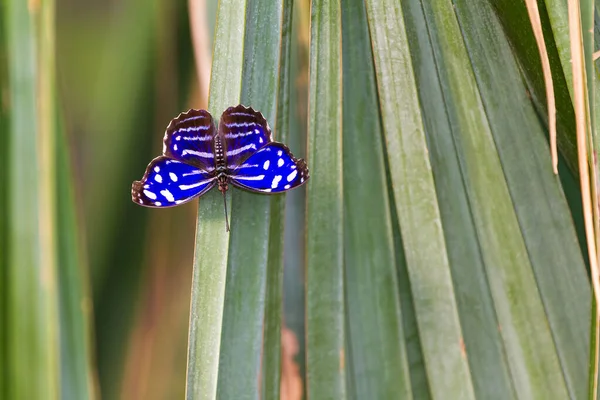 在绿叶近景上的蝴蝶 — 图库照片