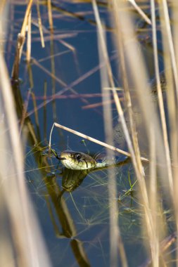 Çim yılanı (Natrix natrix), bazen halkalı yılan veya su yılanı olarak adlandırılır.