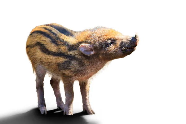 野猪宝宝 Sus Scrofa — 图库照片