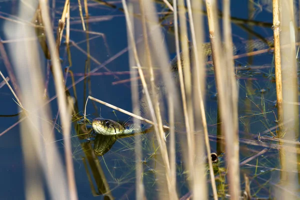 Serpiente Hierba Natrix Natrix Veces Llamada Serpiente Anillada Serpiente Agua —  Fotos de Stock