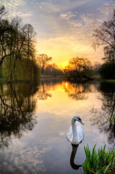 Piękny Wschód Słońca Vondelpark Amsterdamie Holandia — Zdjęcie stockowe