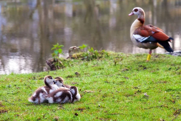 Κοτόπουλα Της Αιγυπτιακής Χήνας Alopochen Aegyptiacus Στο Vondelpark Της Ολλανδίας — Φωτογραφία Αρχείου